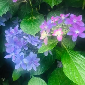 月嶋一花の写メ日記｜ローテンブルク 吉原高級店ソープ