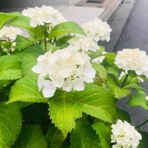 月嶋一花の写メ日記｜ローテンブルク 吉原高級店ソープ