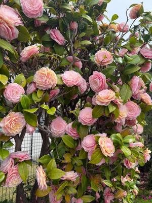 長門明奈の写メ日記｜ローテンブルク 吉原高級店ソープ