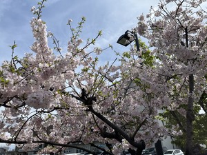 天野いくみの写メ日記｜ローテンブルク 吉原高級店ソープ