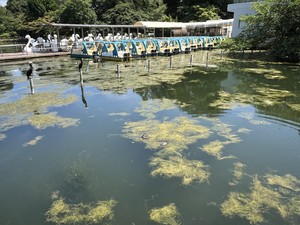 天野いくみの写メ日記｜ローテンブルク 吉原高級店ソープ
