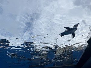 天野いくみの写メ日記｜ローテンブルク 吉原高級店ソープ