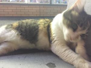 夢野 雅の写メ日記｜ローテンブルク 吉原高級店ソープ