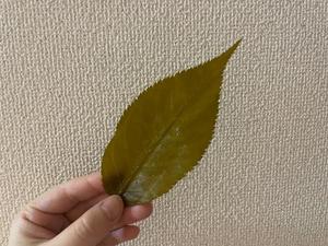 霧乃ゆみの写メ日記｜ローテンブルク 吉原高級店ソープ