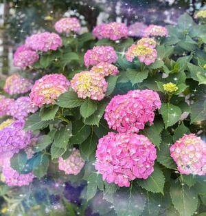 山岡鈴蘭の写メ日記｜ローテンブルク 吉原高級店ソープ