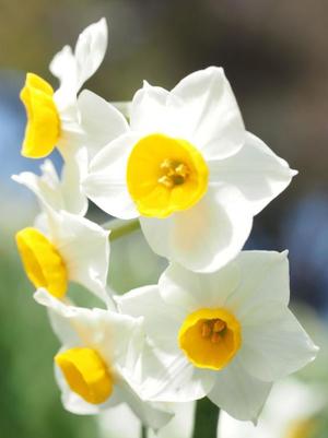 宝生 雫の写メ日記｜ローテンブルク 吉原高級店ソープ