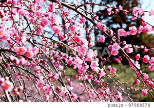 宝生 雫の写メ日記｜ローテンブルク 吉原高級店ソープ