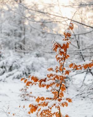 八木香苗の写メ日記｜ローテンブルク 吉原高級店ソープ