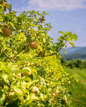 八木香苗の写メ日記｜ローテンブルク 吉原高級店ソープ