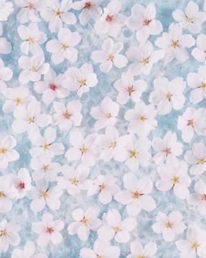 八木香苗の写メ日記｜ローテンブルク 吉原高級店ソープ