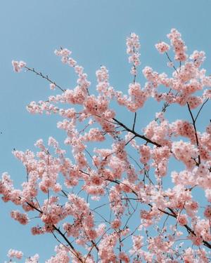 八木香苗の写メ日記｜ローテンブルク 吉原高級店ソープ