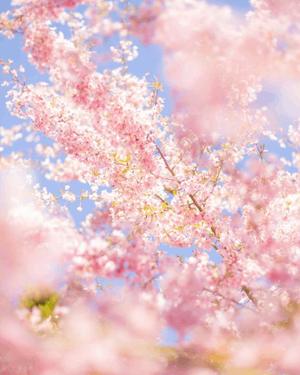 八木香苗の写メ日記｜ローテンブルク 吉原高級店ソープ