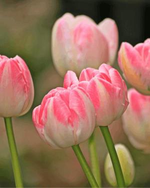 八木香苗の写メ日記｜ローテンブルク 吉原高級店ソープ