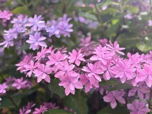 雪平奈々の写メ日記｜ローテンブルク 吉原高級店ソープ
