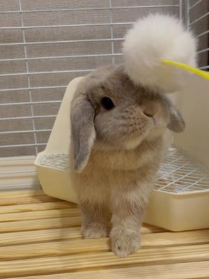 雪平奈々の写メ日記｜ローテンブルク 吉原高級店ソープ