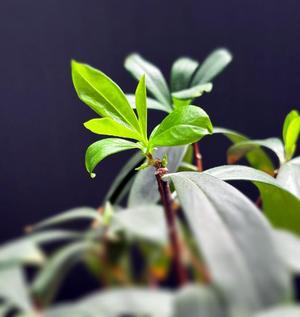 雪平奈々の写メ日記｜ローテンブルク 吉原高級店ソープ