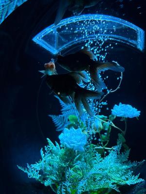 雪平奈々の写メ日記｜ローテンブルク 吉原高級店ソープ