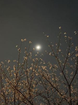 雪平奈々の写メ日記｜ローテンブルク 吉原高級店ソープ