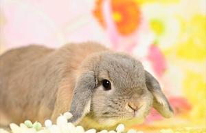 雪平奈々の写メ日記｜ローテンブルク 吉原高級店ソープ