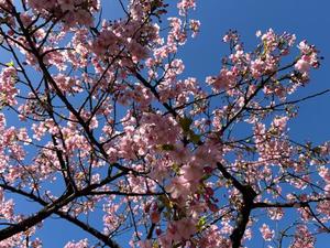 雪平奈々の写メ日記｜ローテンブルク 吉原高級店ソープ