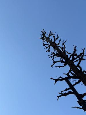 雪平奈々の写メ日記｜ローテンブルク 吉原高級店ソープ