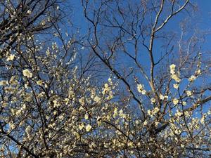 雪平奈々の写メ日記｜ローテンブルク 吉原高級店ソープ