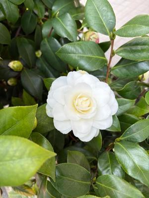 雪平奈々の写メ日記｜ローテンブルク 吉原高級店ソープ