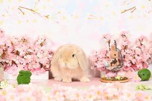 雪平奈々の写メ日記｜ローテンブルク 吉原高級店ソープ