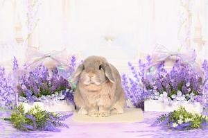 雪平奈々の写メ日記｜ローテンブルク 吉原高級店ソープ