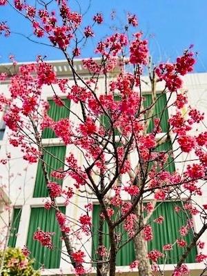 長澤舞美の写メ日記｜ローテンブルク 吉原高級店ソープ