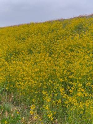 長澤舞美の写メ日記｜ローテンブルク 吉原高級店ソープ