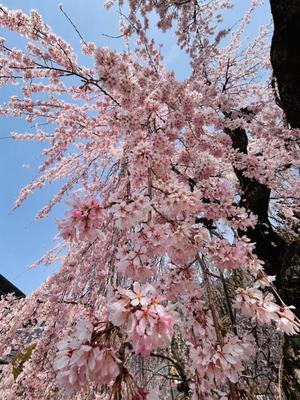 長澤舞美の写メ日記｜ローテンブルク 吉原高級店ソープ