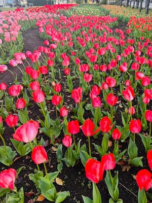 長澤舞美の写メ日記｜ローテンブルク 吉原高級店ソープ