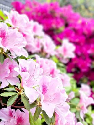 長澤舞美の写メ日記｜ローテンブルク 吉原高級店ソープ