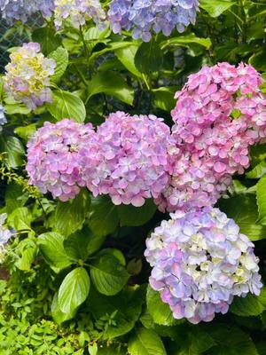 長澤舞美の写メ日記|ローテンブルク 吉原高級店ソープ