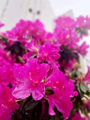 長澤舞美の写メ日記|ローテンブルク 吉原高級店ソープ