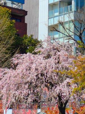 松島汐音の写メ日記｜ローテンブルク 吉原高級店ソープ