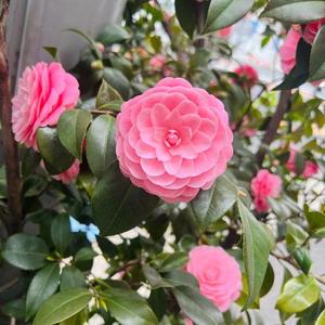 菜々穂の写メ日記｜ローテンブルク 吉原高級店ソープ