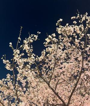 菜々穂の写メ日記｜ローテンブルク 吉原高級店ソープ