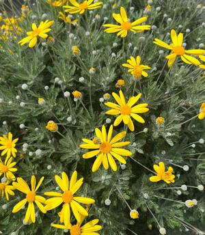 菜々穂の写メ日記｜ローテンブルク 吉原高級店ソープ