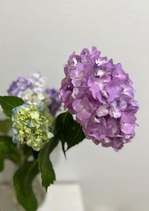 氷川愛の写メ日記｜ローテンブルク 吉原高級店ソープ