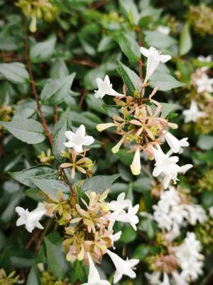 瑞木瑠華の写メ日記|ローテンブルク 吉原高級店ソープ