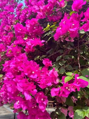 伊原知花の写メ日記｜ローテンブルク 吉原高級店ソープ