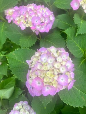伊原知花の写メ日記｜ローテンブルク 吉原高級店ソープ