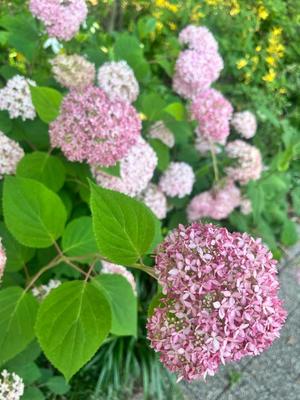 伊原知花の写メ日記｜ローテンブルク 吉原高級店ソープ