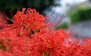 伊原知花の写メ日記|ローテンブルク 吉原高級店ソープ