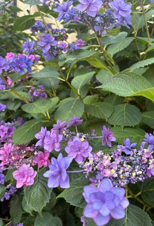 伊原知花の写メ日記|ローテンブルク 吉原高級店ソープ