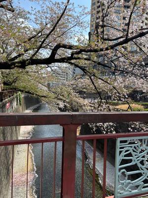 菊島ゆなの写メ日記｜ローテンブルク 吉原高級店ソープ