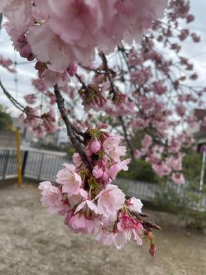 菊島ゆなの写メ日記｜ローテンブルク 吉原高級店ソープ