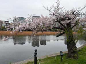 菊島ゆなの写メ日記｜ローテンブルク 吉原高級店ソープ